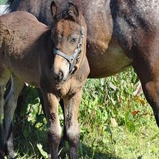 Anden særlig race Callaway solgt