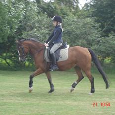 Welsh Pony (sec B) Sille  *A-pony*