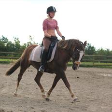 New Forest Luna Aflivet d. 05.02.14