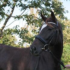 Trakehner Protein Firfod