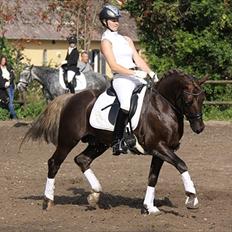 New Forest Avlshingsten Ronald