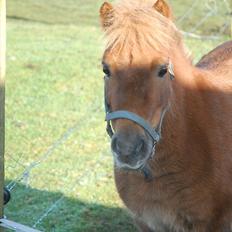 Shetlænder Valde *SOLGT*