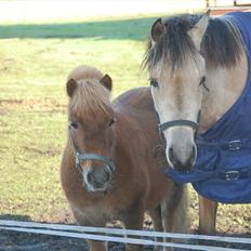 Shetlænder Valde *SOLGT*