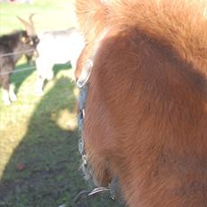 Shetlænder Valde *SOLGT*