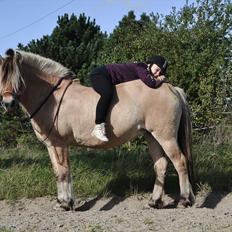 Fjordhest Mastrup Ally 