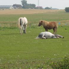 Welsh Mountain (sec A) Gribsvad Niros