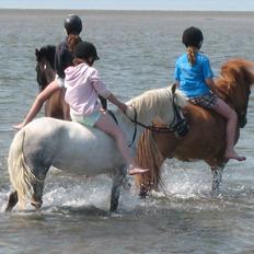 Welsh Mountain (sec A) Gribsvad Niros