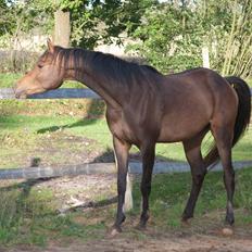 Arabisk fuldblod (OX) KA Wamarg OX  *SOLGT*