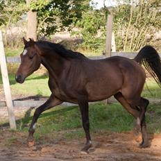 Arabisk fuldblod (OX) KA Wamarg OX  *SOLGT*