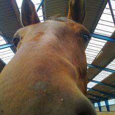 Dansk Varmblod Saint Petit 