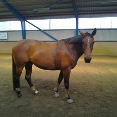 Dansk Varmblod Saint Petit 