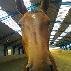 Dansk Varmblod Saint Petit 