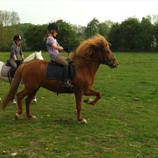 Islænder Fina fra Hjertehøj