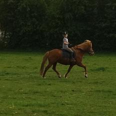 Islænder Fina fra Hjertehøj