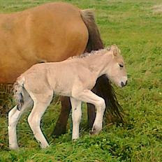 Anden særlig race dixie