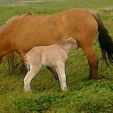 Anden særlig race dixie