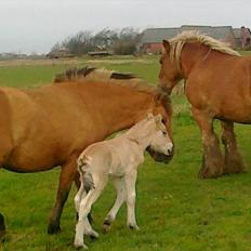Anden særlig race dixie
