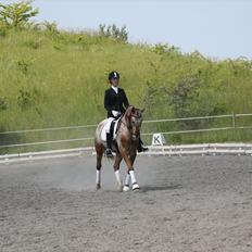 Knabstrupper Hoffgaards Anton