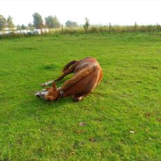 Traver Uwaga Skovfryd / Preasure