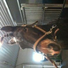 Anden særlig race Markant