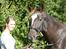 Trakehner Protein Firfod