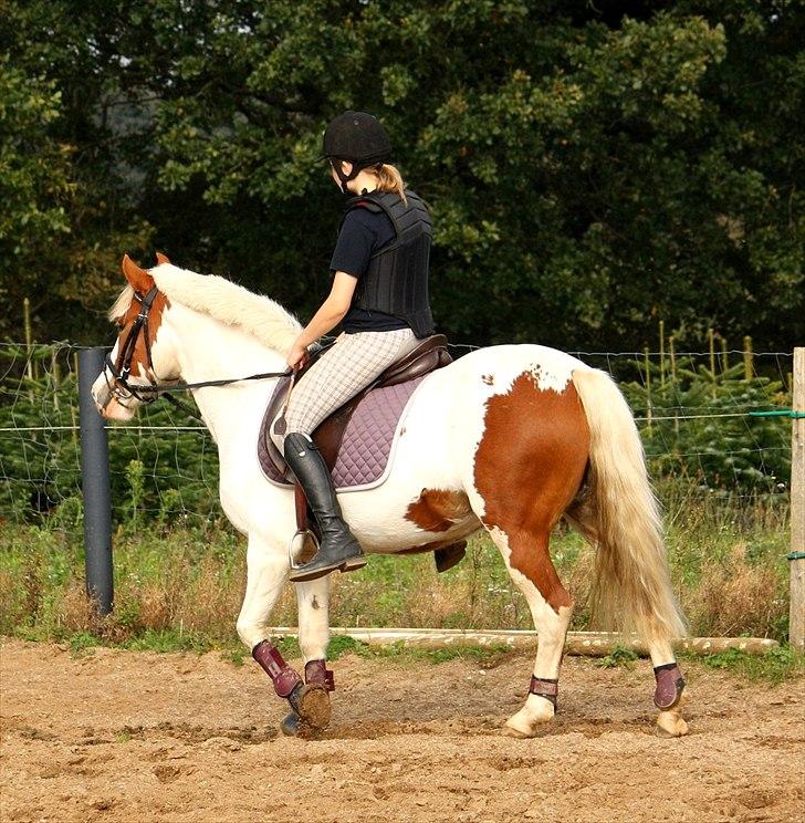 Anden særlig race Blume - Tilredet - Blume - 25. september 2011. billede 4