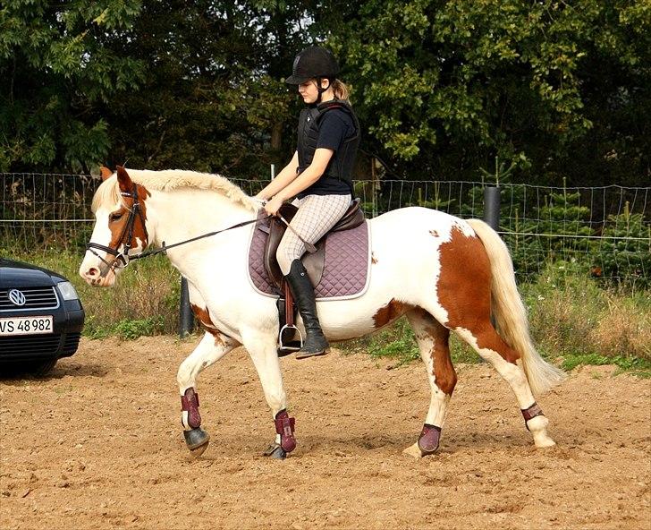 Anden særlig race Blume - Tilredet - Blume - 25. september 2011. billede 3
