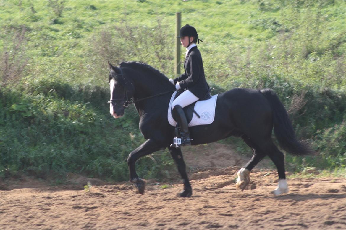 Welsh Cob (sec D) Derwen True To Form (R.I.P.) - Mig og True To, MGR sep. 2011.  billede 15