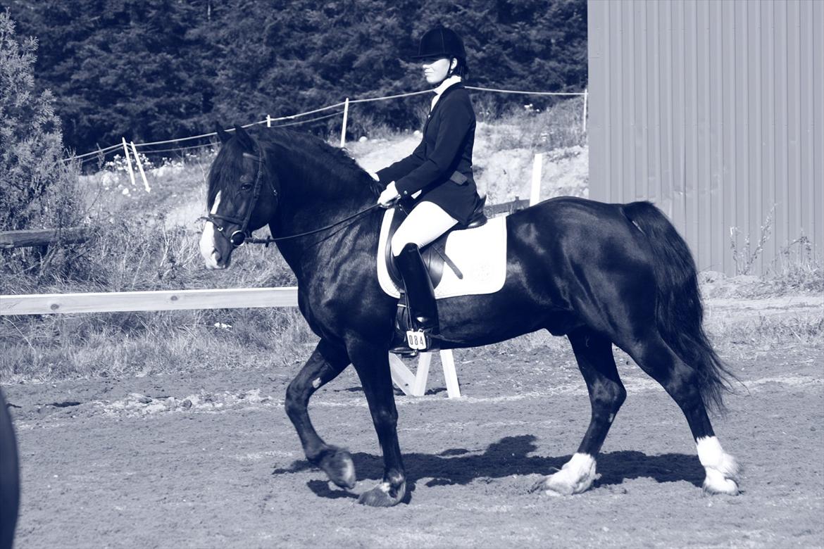 Welsh Cob (sec D) Derwen True To Form (R.I.P.) - Mig & True To, MGR sep. 2011 billede 16