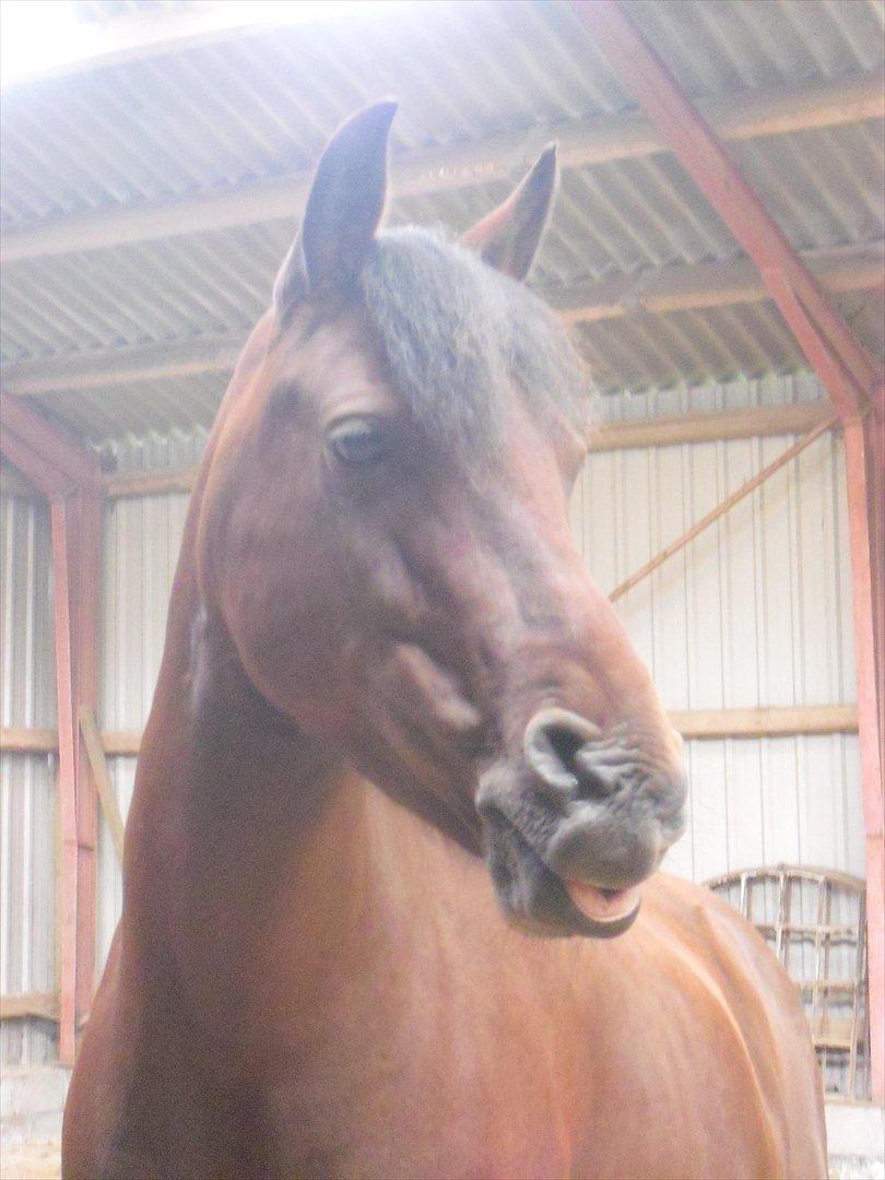 Anden særlig race Mabelle >min smukke< - Du er smilet på mine læber, du mit hjerte slag, du min prinsesse <3 (29. aug. 2011) billede 12