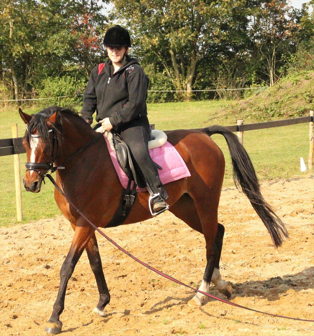 DSP Kooihúster Sets BSDH 383 billede 4