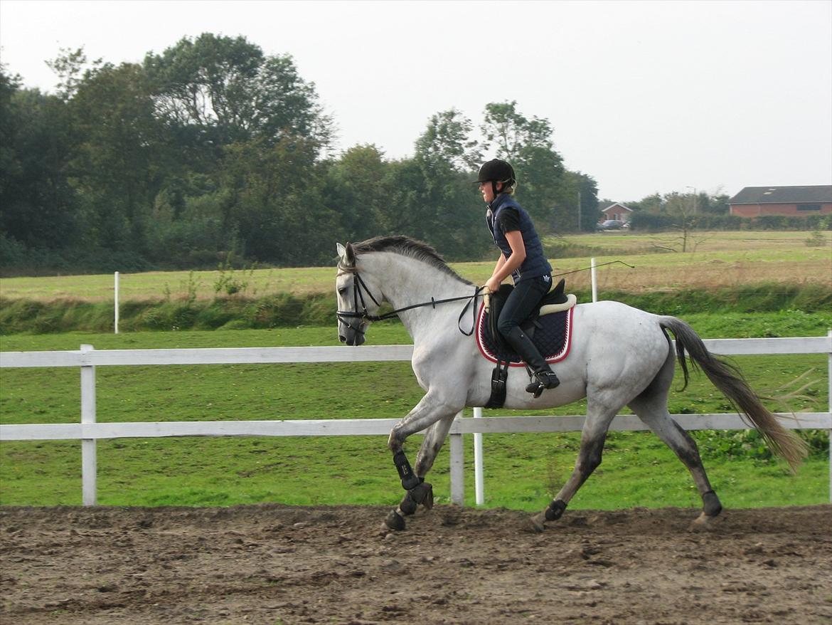 Trakehner Gonzalès billede 1