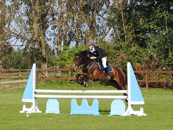 Anden særlig race Farmens Asterix - LB** fejlfri Solrød :) billede 5