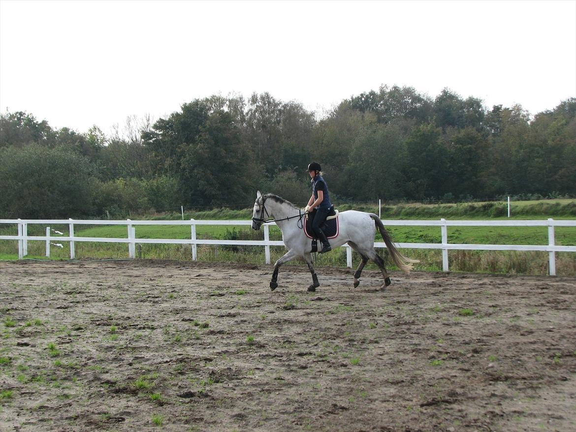 Trakehner Gonzalès billede 8