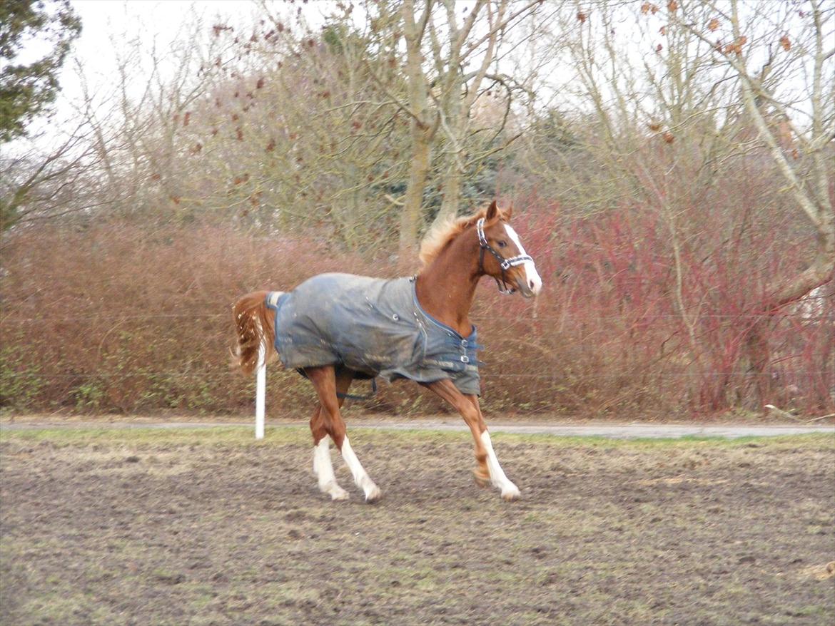 Hollandsk Varmblod Calvin - Calvin som 2års. billede 11