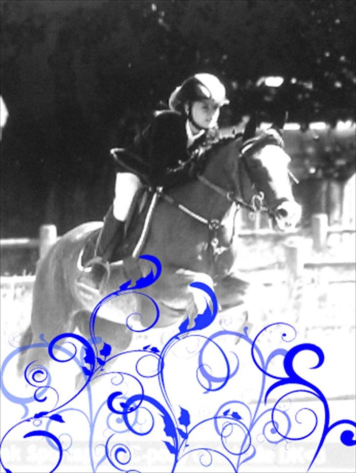 Hollandsk Sportspony Catch Me DK billede 16