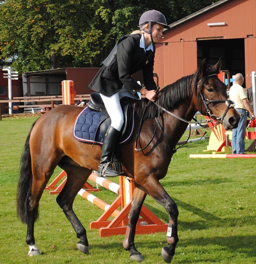 Anden særlig race Farmens Asterix - dygtig pony!!! LB** fejlfrit Solrød! billede 20