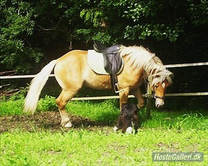 Haflinger Noah hestvang solgt billede 13