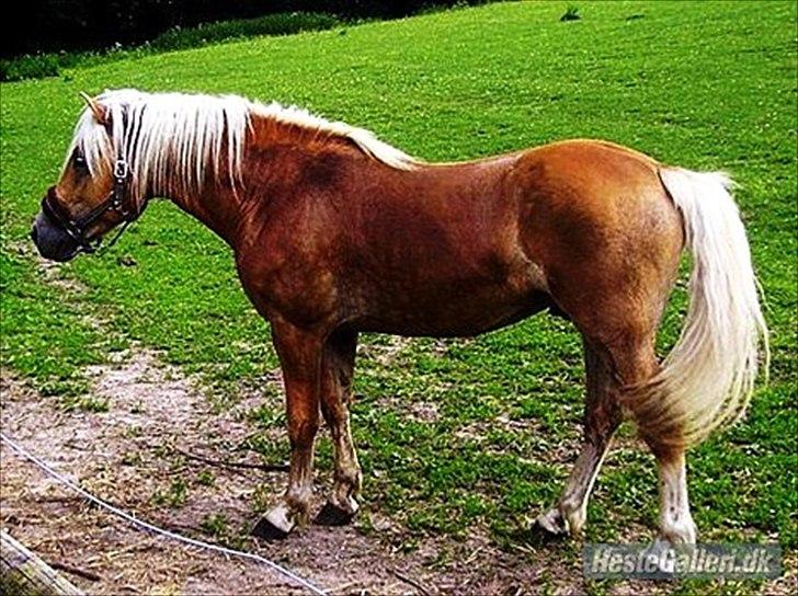 Haflinger Noah hestvang solgt billede 14