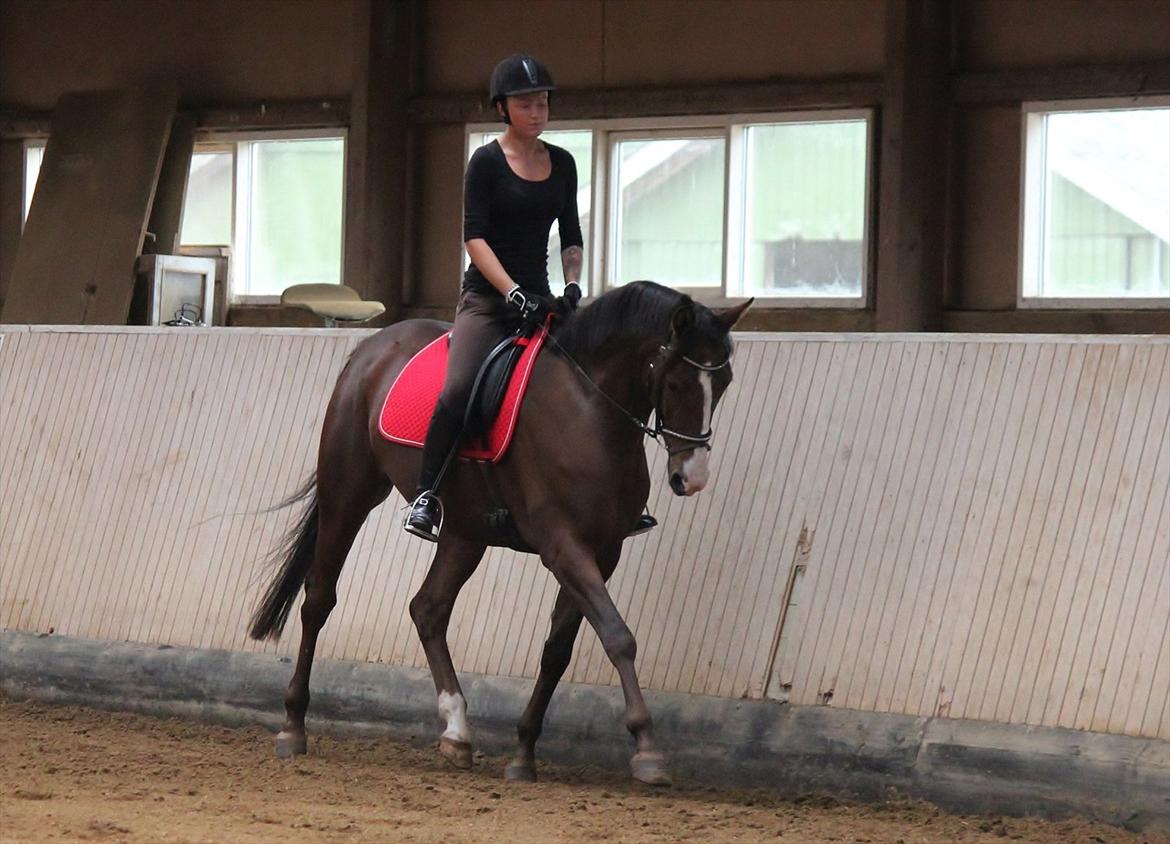 Anden særlig race Shahs Poseidon Dihanto 'tidl. hest' billede 15