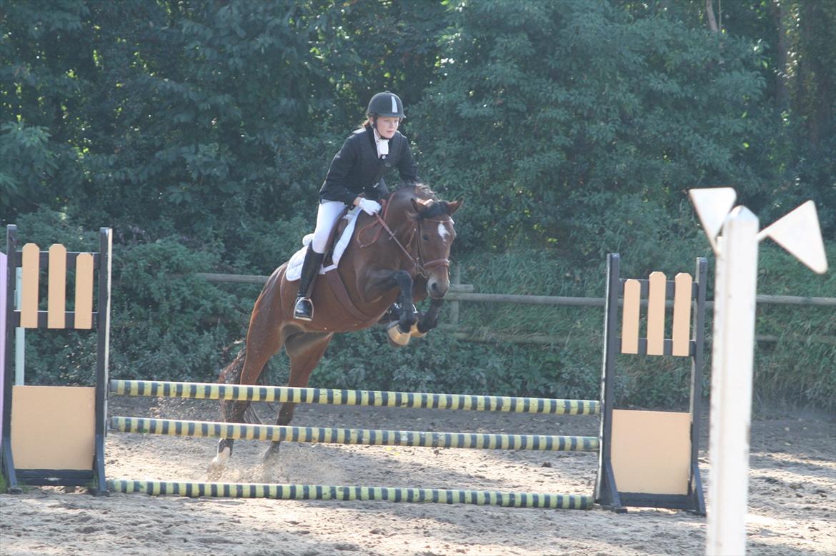Welsh Partbred (Sec F) - Donna "Hougård" - Den pony kan FANDME springe :'D! <3 billede 17