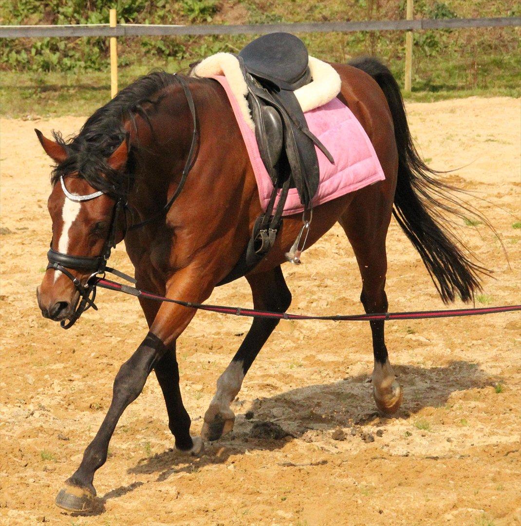 DSP Kooihúster Sets BSDH 383 billede 9