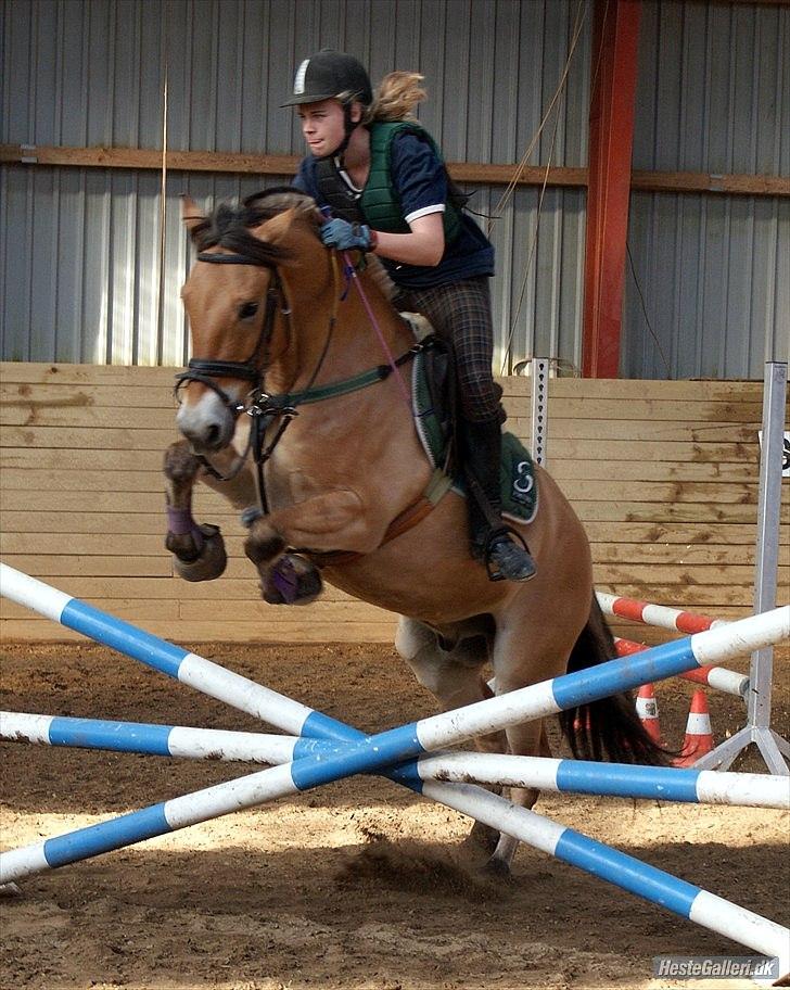 Anden særlig race HEDELYS VICTOR - Spring kursus ved John :D Foto: Camilla billede 18