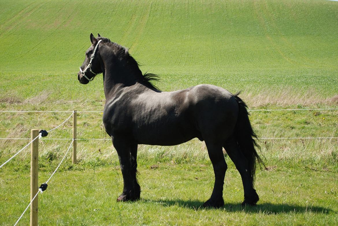 Frieser Bertus billede 1