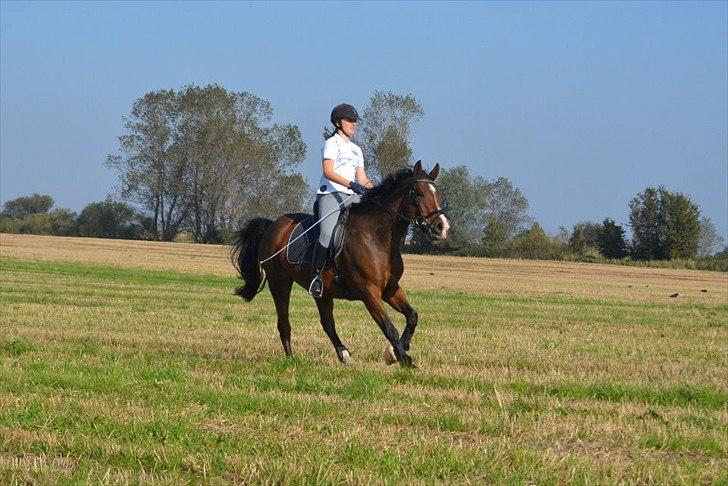 Anden særlig race Baron - Baron og jeg på marken i fuld galop. Det er  mærkeligt at tænke på for et år siden blev han syg i et halt år(: billede 13