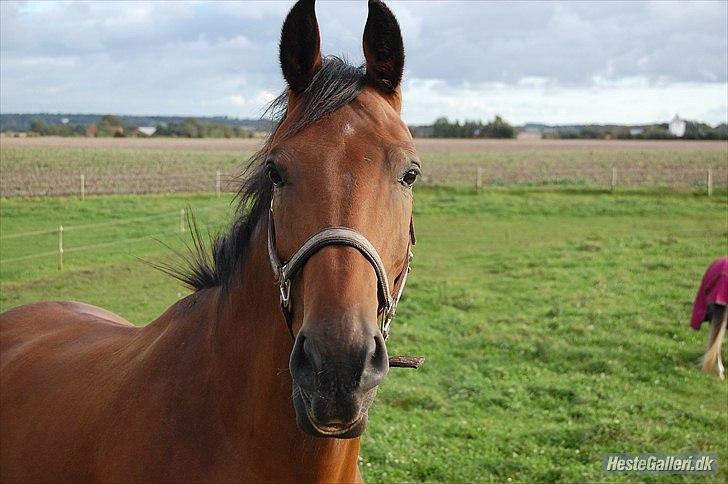 Anden særlig race La Estralja De Maikon (Lucky) passede solgt og sav - dejlige lucky!:-D
- foto jeanette tusind tak!:-) billede 1