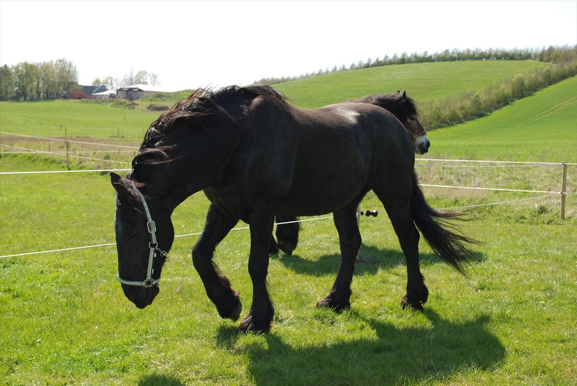 Frieser Bertus billede 3