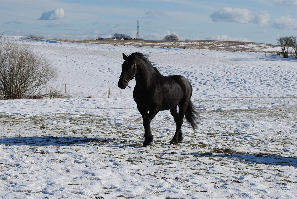 Frieser Bertus billede 4