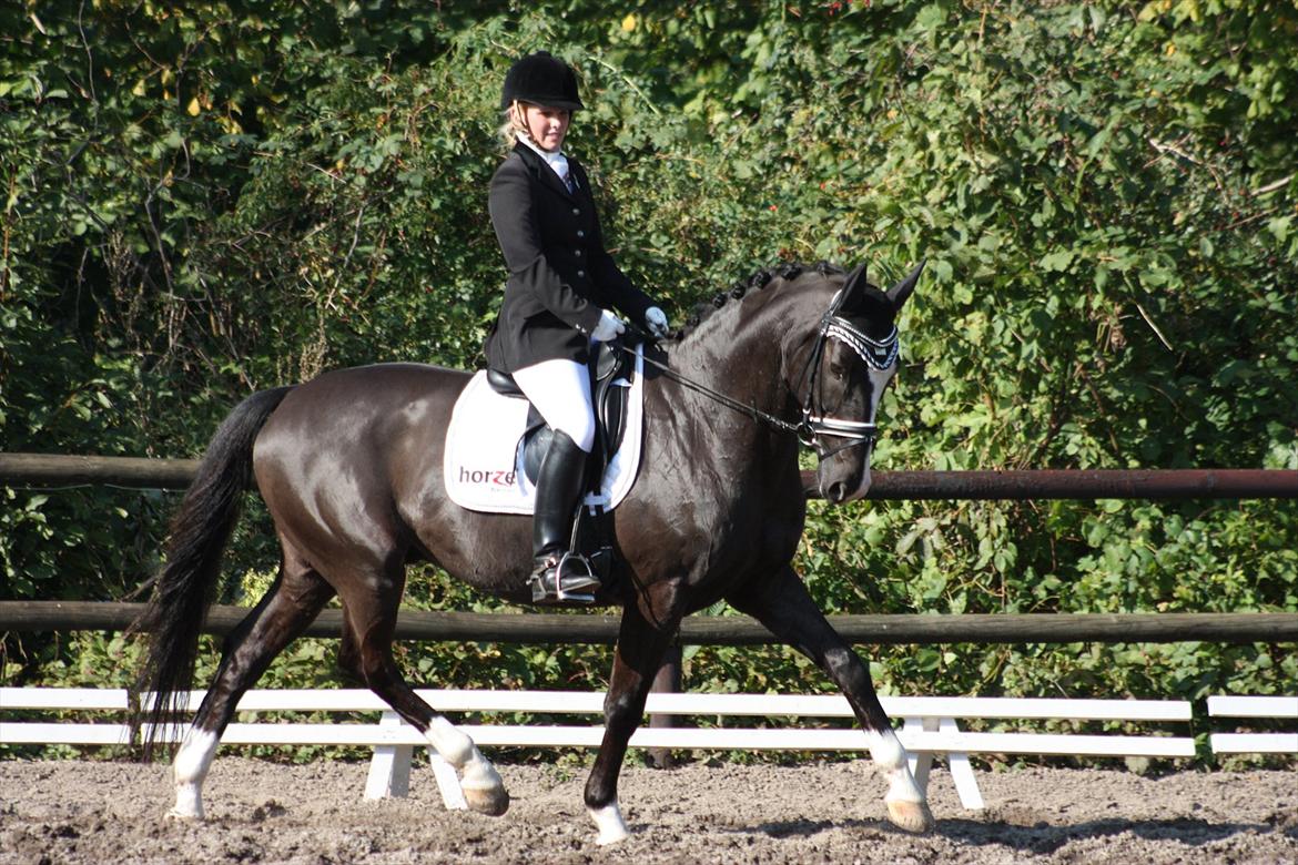 Dansk Varmblod Kastaniegården Charleston - La4 70.8  billede 2