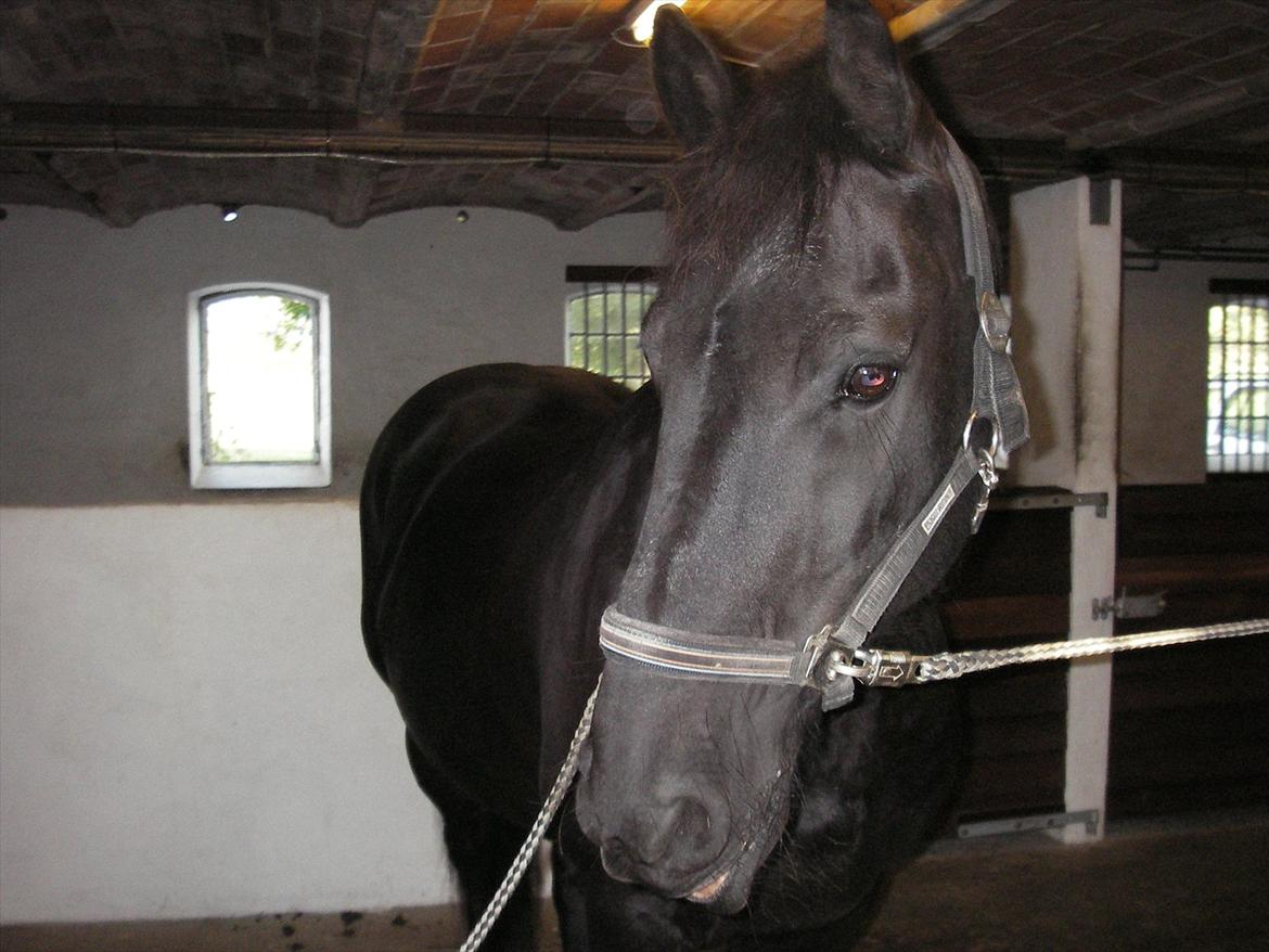 Frieser Bertus billede 5